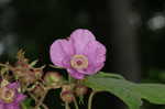 Purpleflowering raspberry